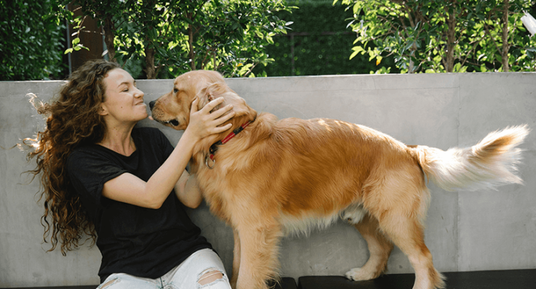 Filhote de golden retriever