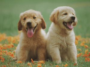 Filhote de golden retriever