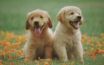 Filhote de golden retriever