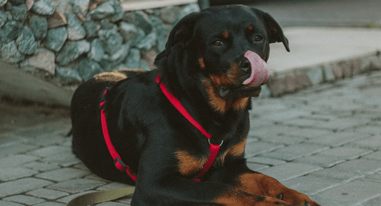 Par de crias de Rottweiler